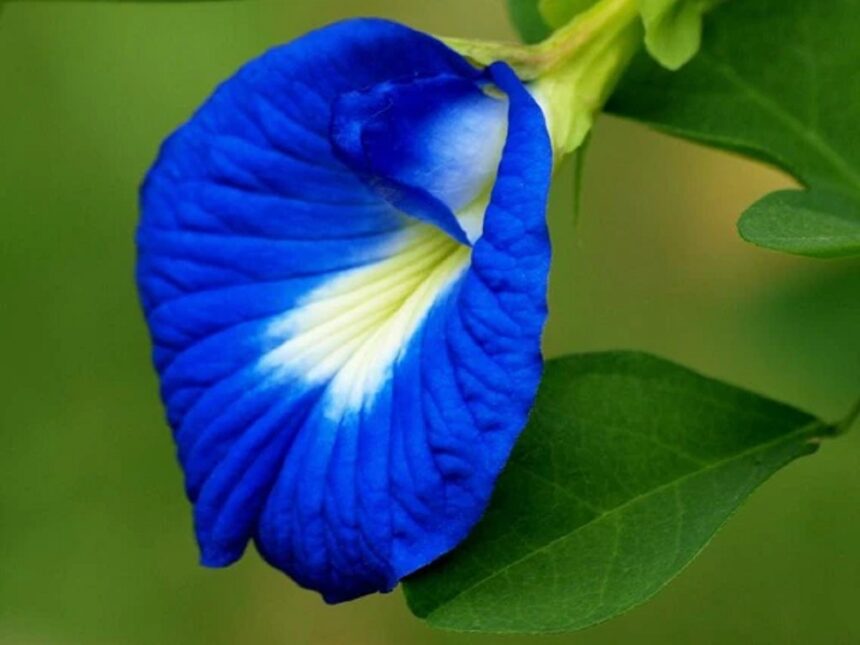 ડાયાબિટીસનો ઘરગથ્થુ ઉપચાર જાણો 1 aparajita flower fool full