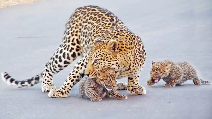 chitah leopard