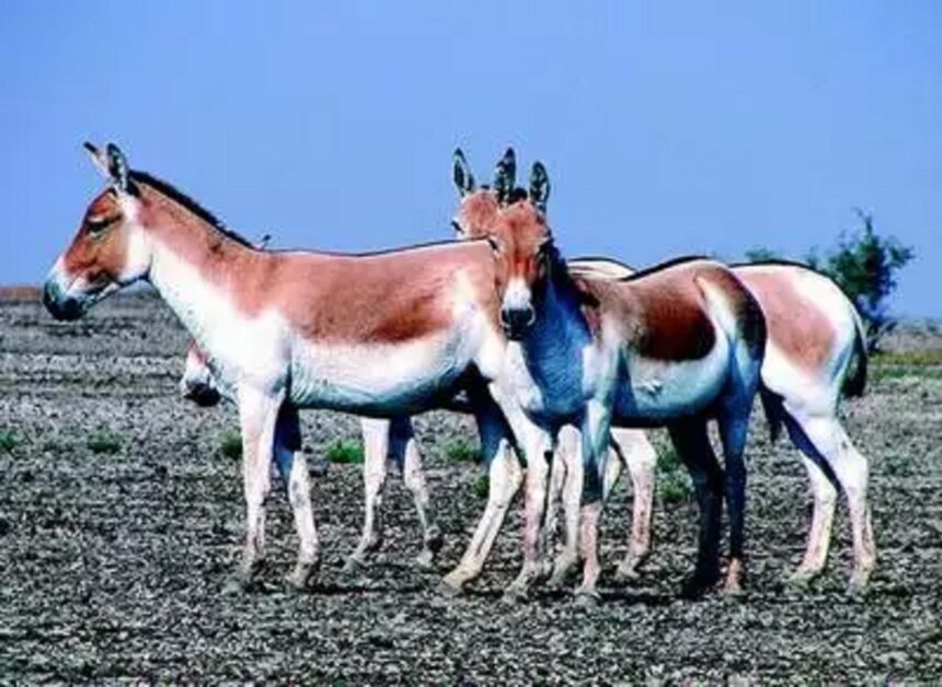 અમદાવાદઃ દેશમાં માત્ર ગુજરાતમાં જ જોવા મળતા જંગલી ગધેડાની વસ્તી 7672 પર પહોંચી 1 ghoodkhar