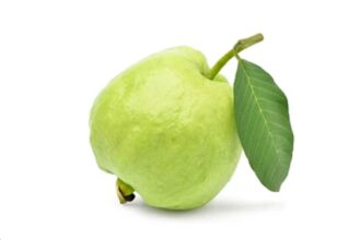 jamfal guava pan leaves