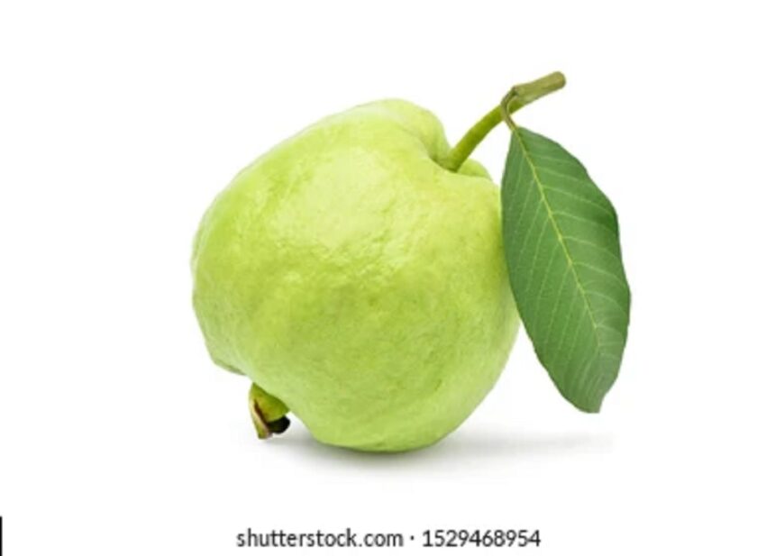 jamfal guava pan leaves