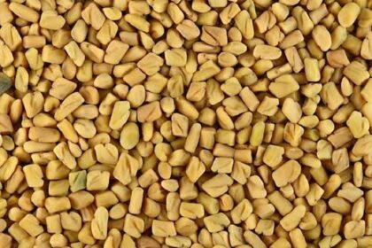 methi dana fenugreek