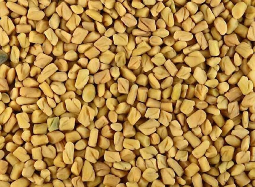 methi dana fenugreek