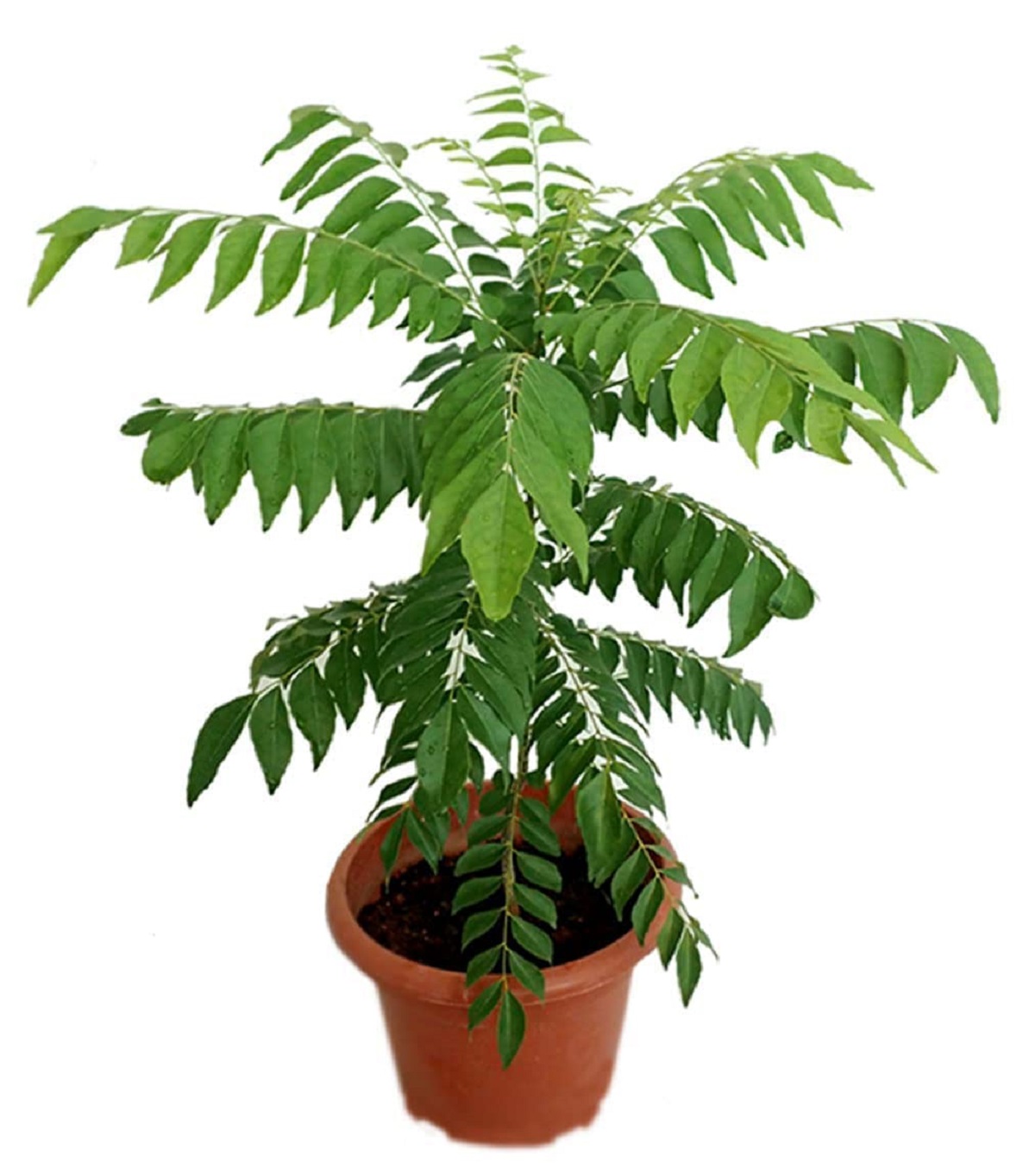 mitho limdo sween neem