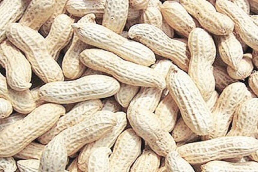 ground nut magfali