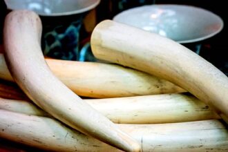 ivory hathi dant