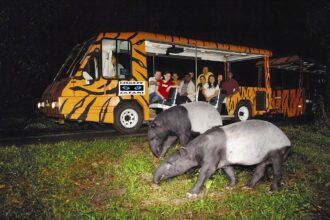 night safari