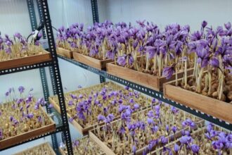 saffron cultivating