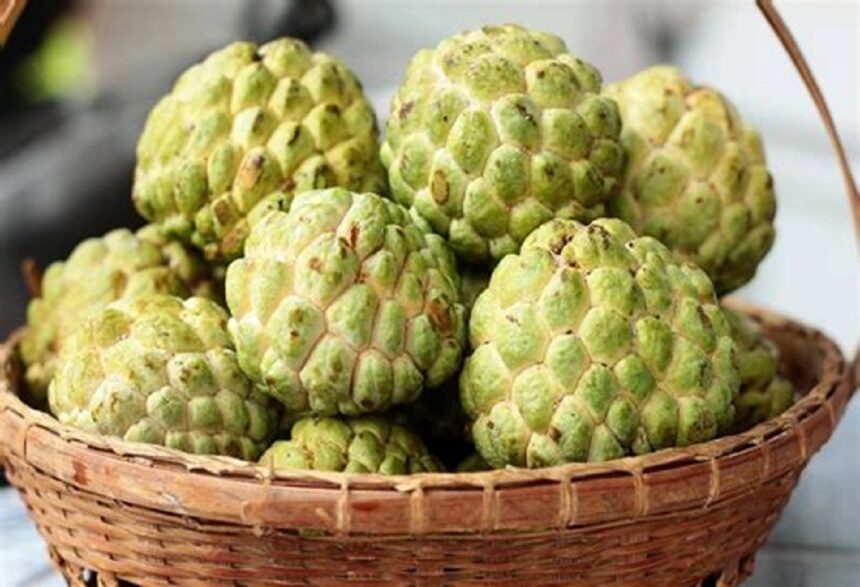 સીતાફળના બીજનો ઘરગથ્થુ ઉપયોગ જાણો 1 sitafal custard fruits