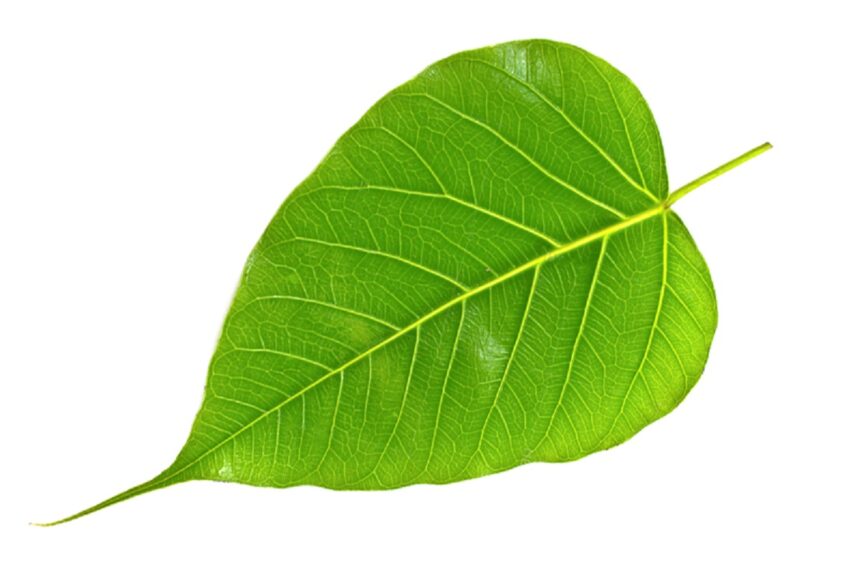 પીપળાના પાનનો ઉકાળો પીવાથી થતા ફાયદા જાણો 1 Peepul Leaf