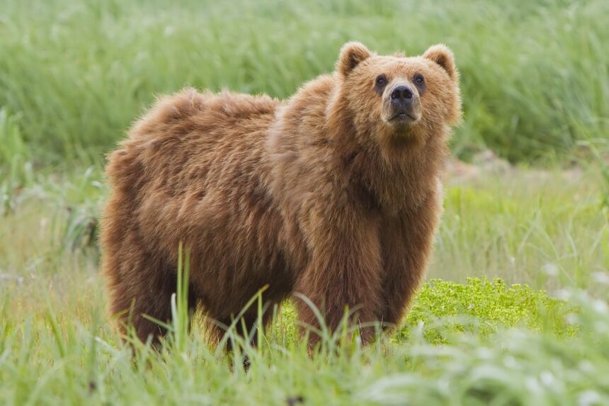 પાલી: રીંછના હુમલાથી મહિલાનું મોત 1 bear