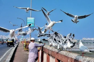 seagulls bird gathiya