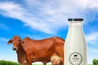 18 cow milk