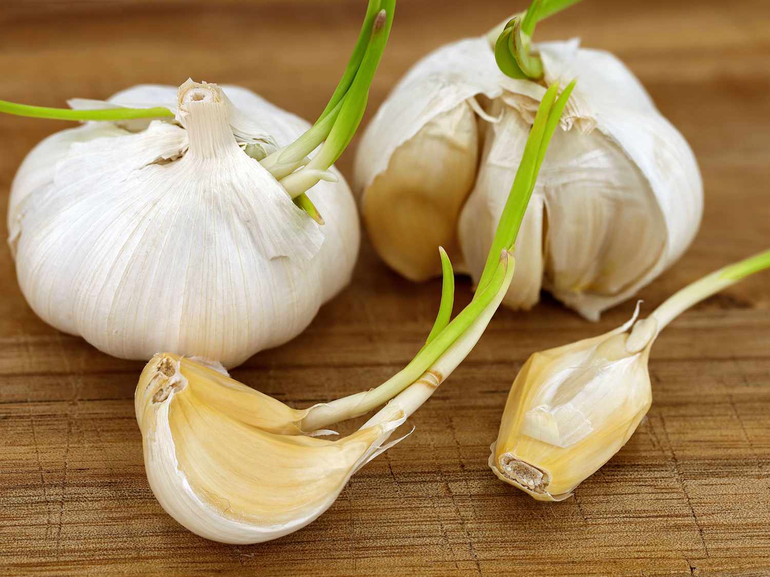 Sprouted Garlic