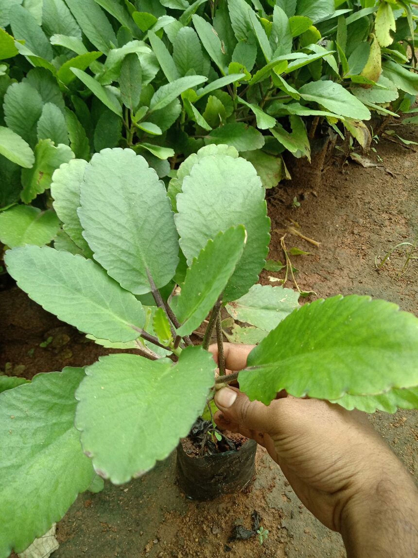 પથ્થર ચટ્ટાના પાનના ફાયદાઓ જાણો 1 patharchatana pan pathari