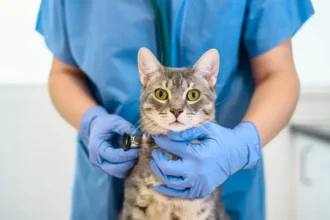 Bird Flu Detected In Domestic Cats