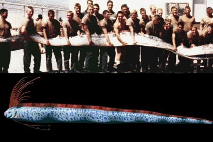 oarfish fish