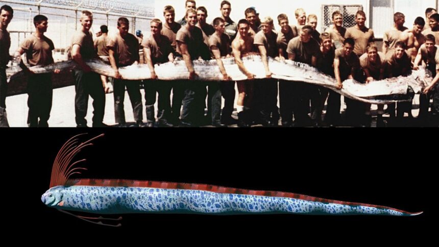 oarfish fish