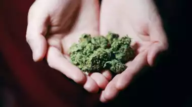 Study Cannabis Cultivation: ગાંજા ઉગાડવા બદલ દર મહિને ₹5 લાખ મળશે, તમારે અભ્યાસ માટે અમેરિકા જવું પડશે! 1 Study Cannabis Cultivation