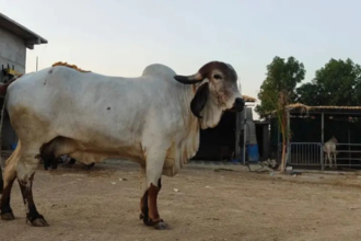 Amreli Cow Milk News