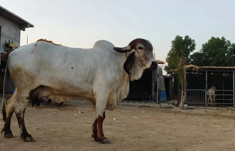 Amreli Cow Milk News: સરકારી નોકરી છોડીને ગોપાલનમાં કરિયર, અમરેલીનો યુવાન દૂધ વેચીને મહિને કમાય છે 4.20 લાખ 1 Amreli Cow Milk News
