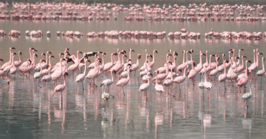 8 National Wetlands in Gujarat: ભારતના કુલ વેટલેન્ડનો 21% ગુજરાતમાં! ISRO મુજબ રાજ્યમાં 17,613 જળપ્લાવિત વિસ્તાર. 1 8 National Wetlands in Gujarat
