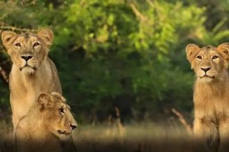 Gir Forest Stay Home