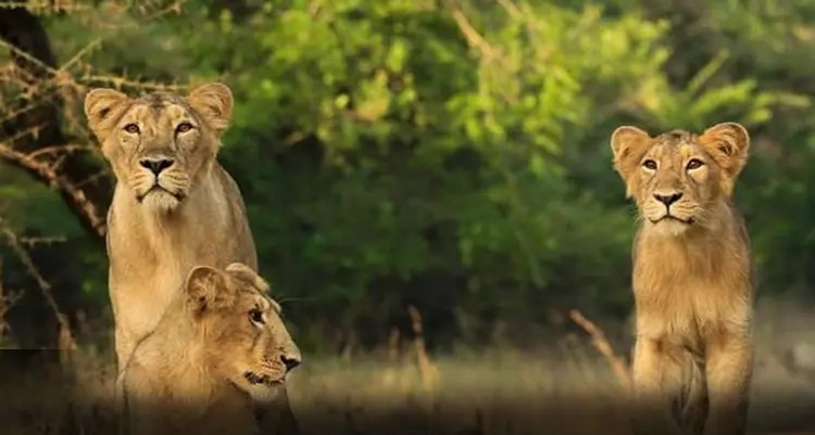 Gir Forest Stay Home: ગીર જંગલની સુરક્ષાને ખતરો! આજુબાજુ 300થી વધુ ગેરકાયદે હોટેલો ધમધમતી 1 Gir Forest Stay Home