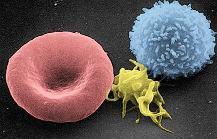 Blood Cancer Patients: બ્લડ કેન્સર માટે નવી આશા! જામિયા રિસર્ચરોને ટી-સેલ મોડિફિકેશનમાં સફળતા 1 Blood Cancer Patients