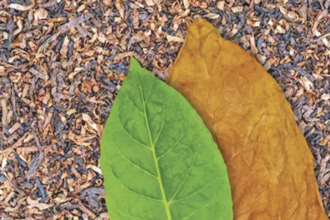 Indias Tobacco Exports