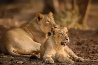 Gujarat Lions Death