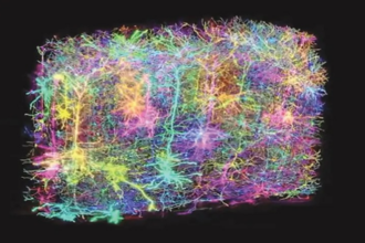 Mouse Brain Maping News
