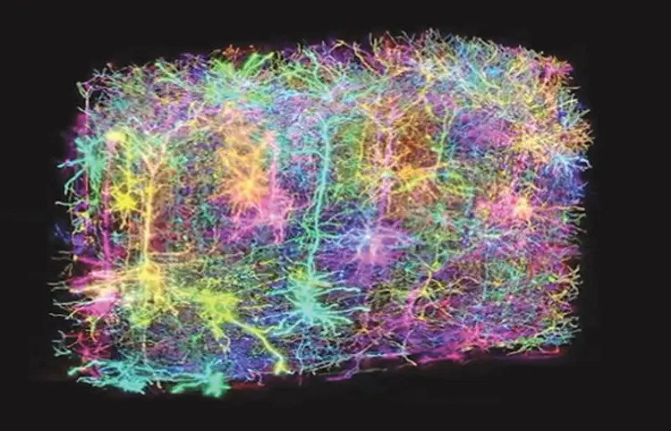 Mouse Brain Maping News: AI દ્વારા તૈયાર થયો માનવ મગજનો સૌથી વિગતવાર નક્શો, ઉંદર પર અભ્યાસથી વિજ્ઞાનીઓએ કર્યો કમાલ 1 Mouse Brain Maping News