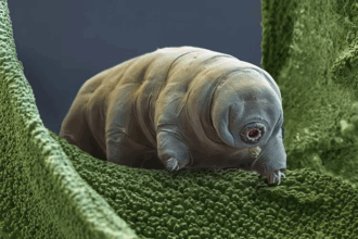 ISRO Planning to Send Water Bears in Space