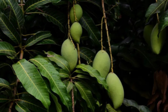 Mango Leaves Benefits