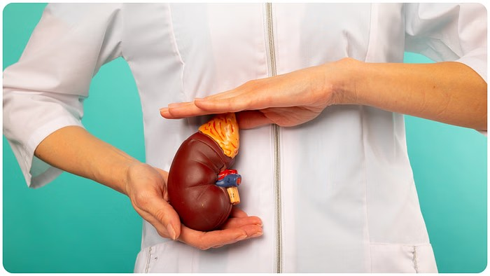 Kidney Care Tips: દરરોજ સવારે કિડનીને ડિટોક્સ કરવાની આ ચાર સ્વસ્થ આદતો, આજથી તમારા દિનચર્યામાં સામેલ કરો 1 Kidney Care Tips