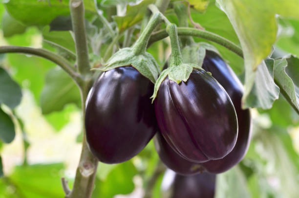 Brinjal Farming Success Story