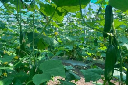 Net house farming