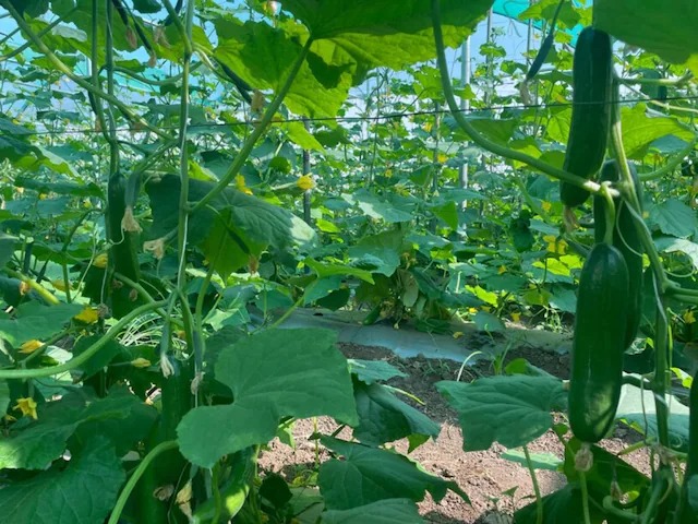 Net house farming