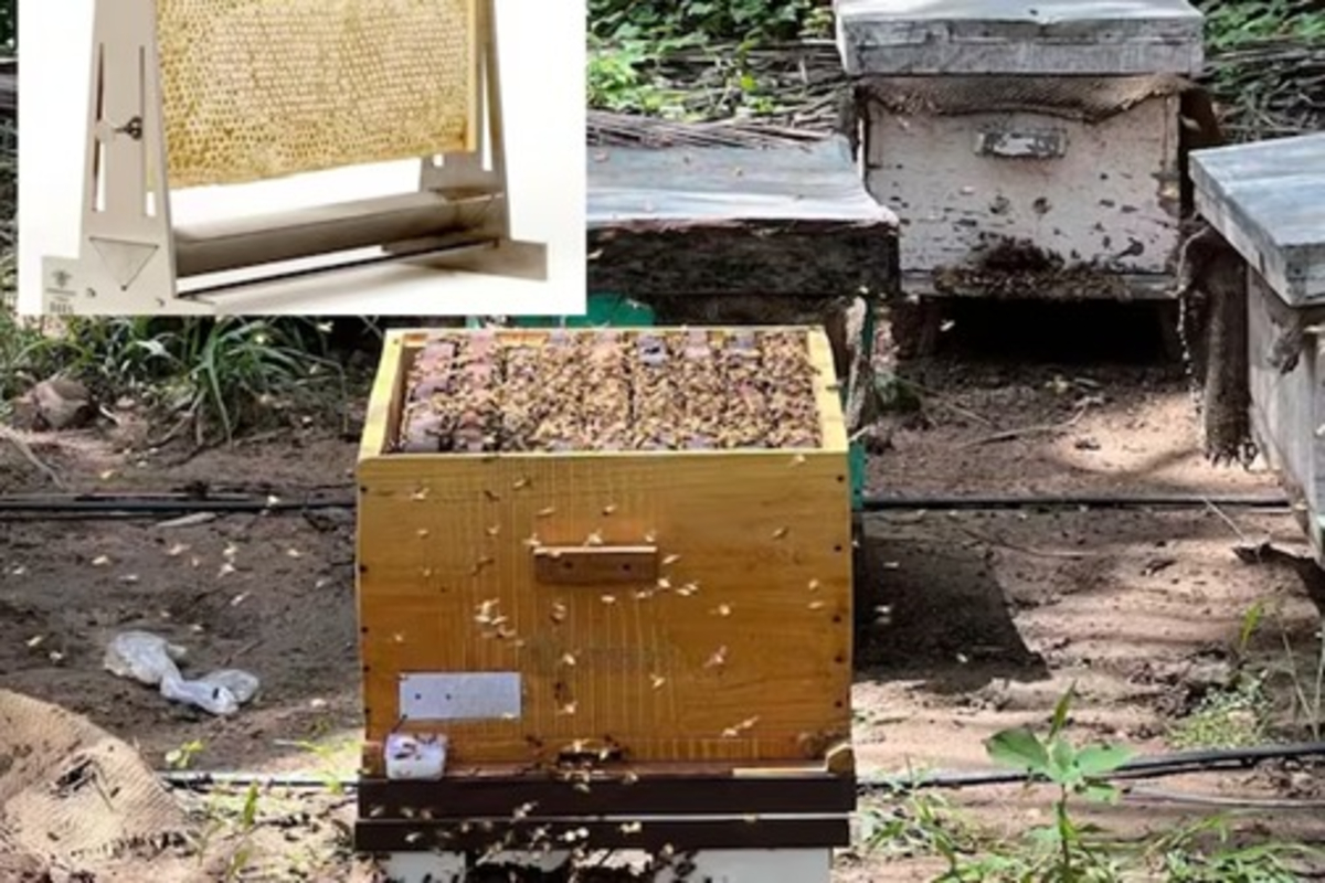Beekeeping