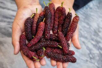 Health benefits of mulberry