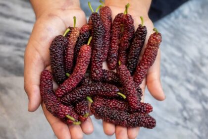 Health benefits of mulberry