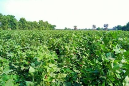 Arbi Farming Success Story