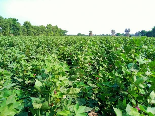 Arbi Farming Success Story