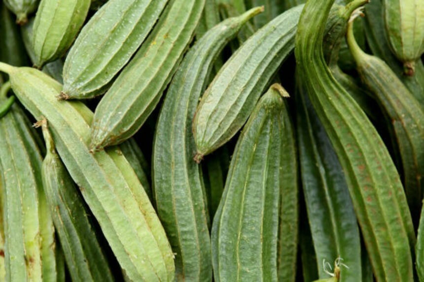 Organic ridge gourd farming