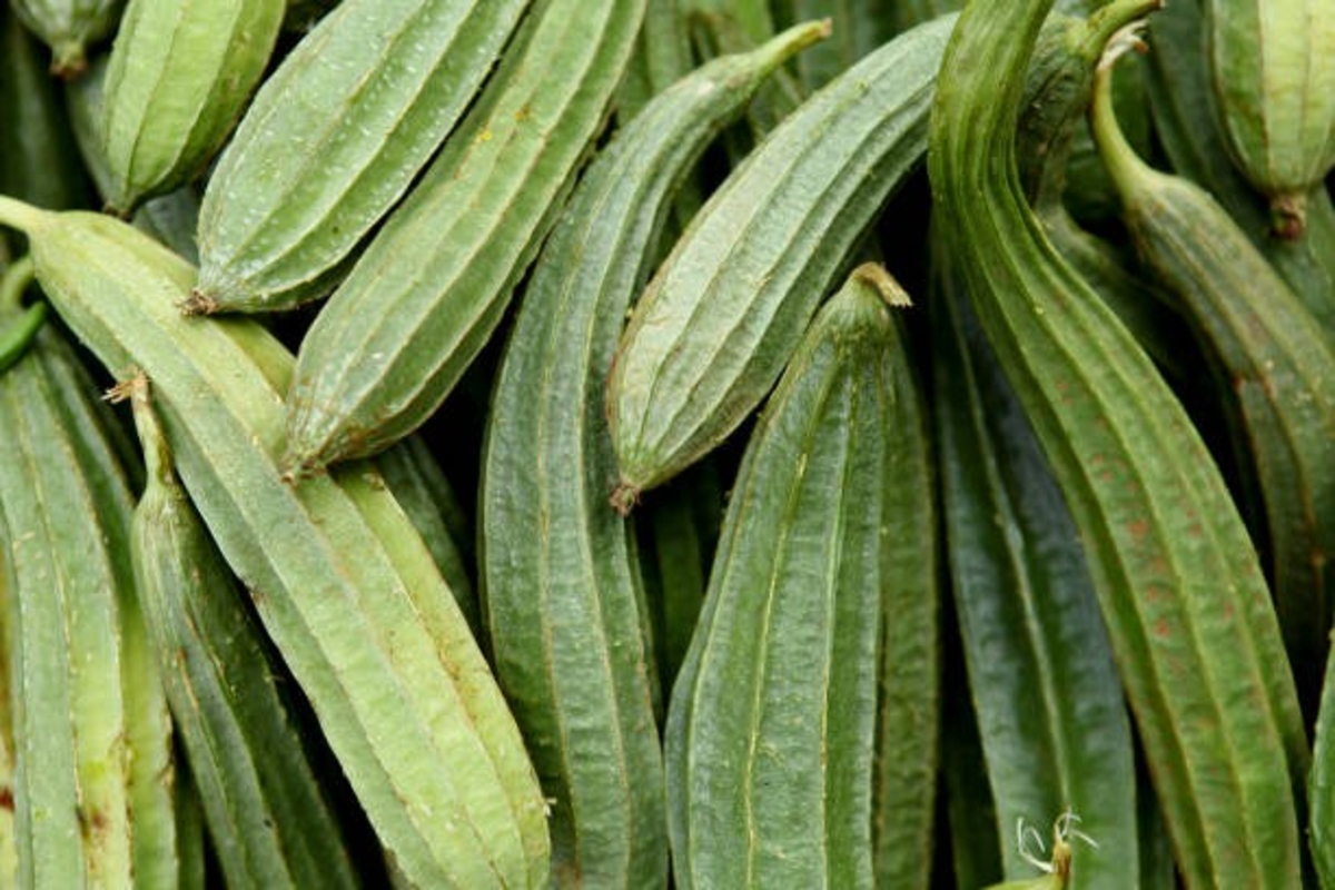 Organic ridge gourd farming