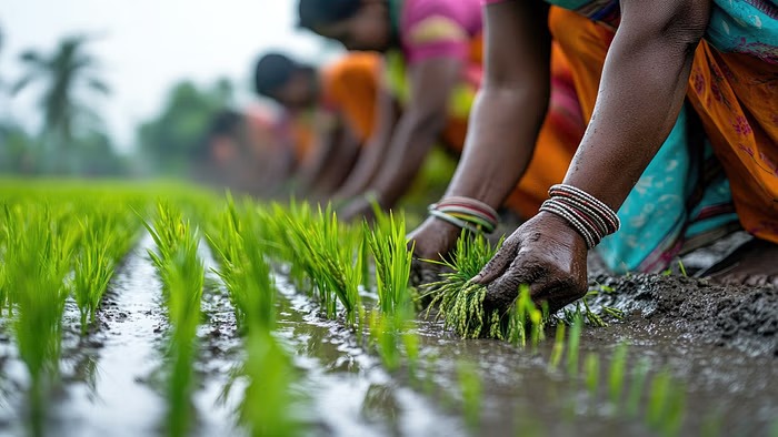 Govt Increased MSP For Paddy
