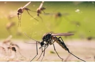 How To Get Rid Of Mosquitoes