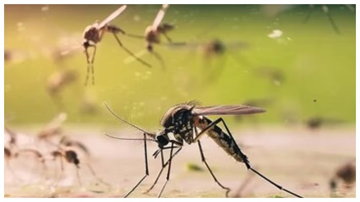 How To Get Rid Of Mosquitoes