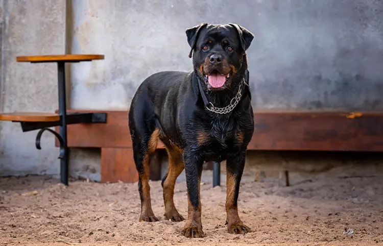 Ahmedabad Dog News : ચાર મહિનાની બાળકીનો જીવ લેનાર ડોગનું ટીક ફીવરથી મોત, કેસમાં નવો વળાંક 1 Ahmedabad Dog News